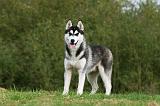 SIBERIAN HUSKY 825